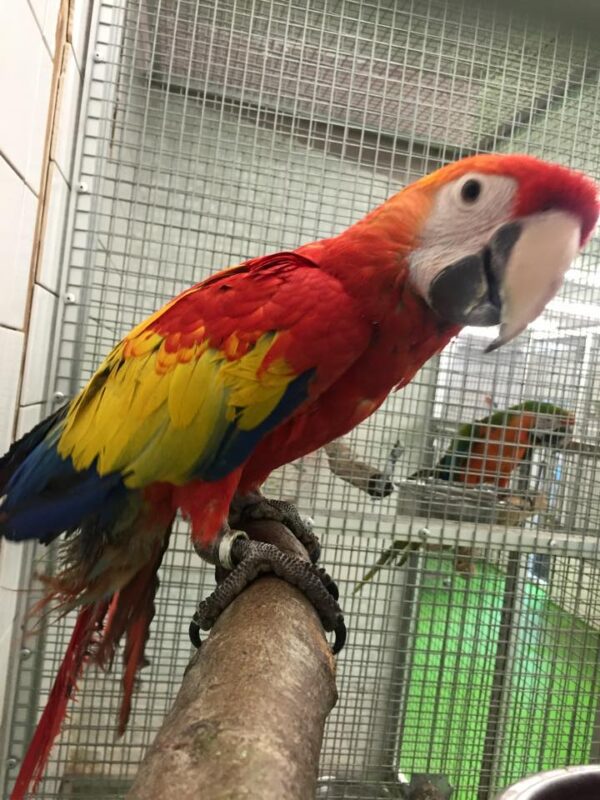 Scarlet Macaw for Sale