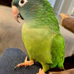 Blue Crown Conure