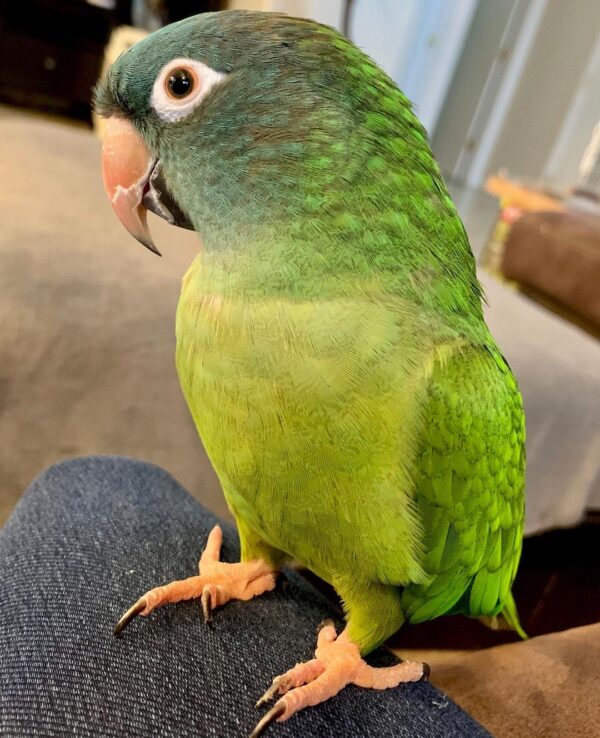 Blue Crown Conure for Sale