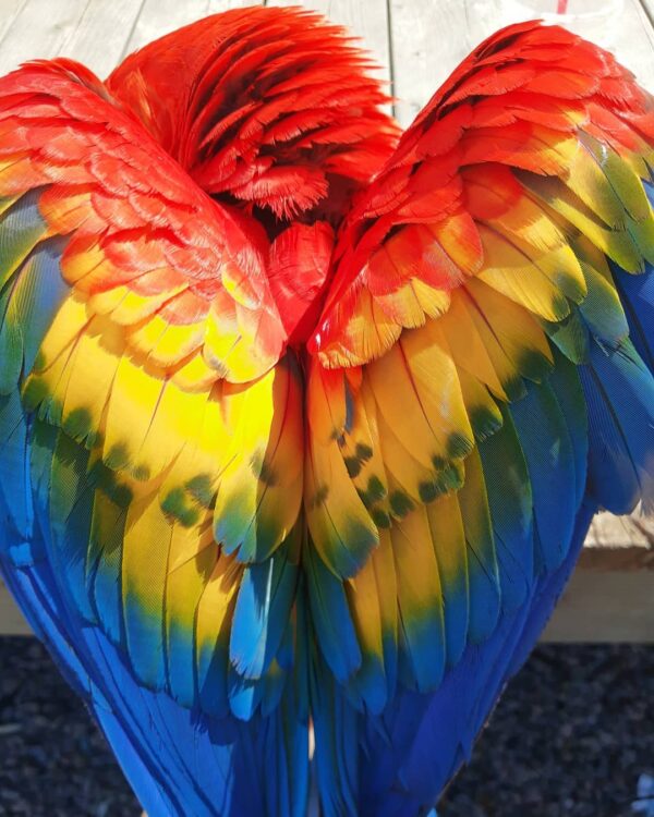 Scarlet Macaw for Sale