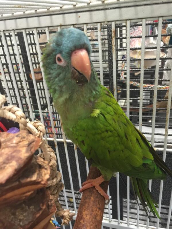 Blue Crown Conure for Sale