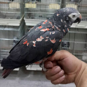 Rare Red Factor Timneh African Grey Mutation