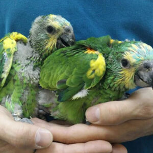 Blue Fronted Amazon Babies