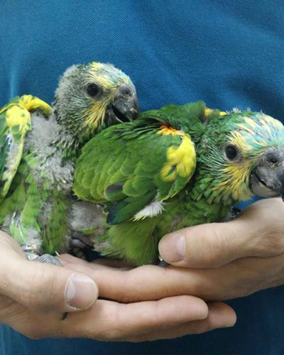blue fronted amazon babies for sale