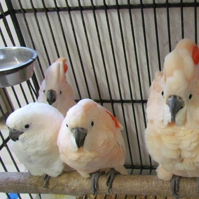 baby moluccan cockatoo for sale
