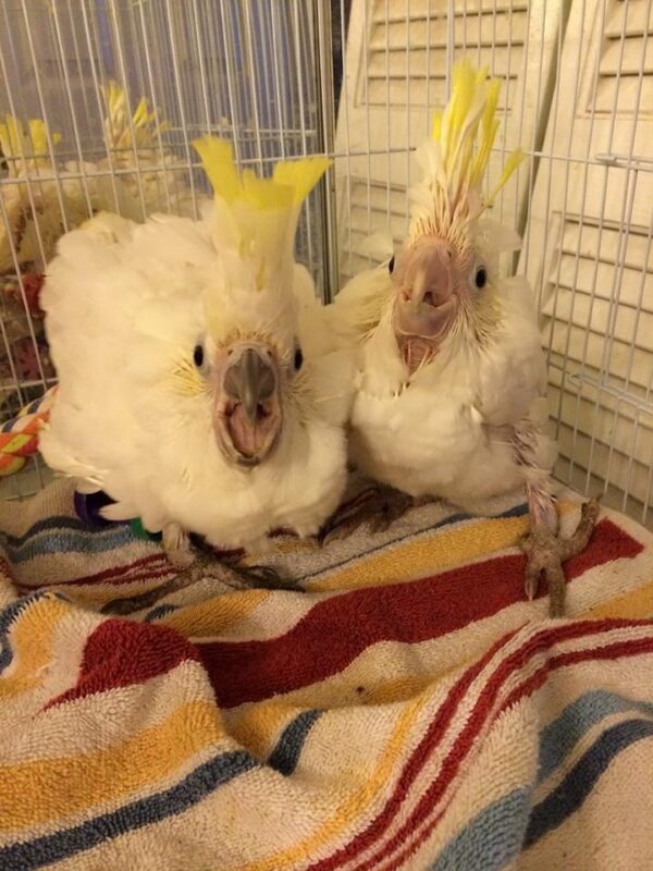 baby sulfur crested cockatoo for sale