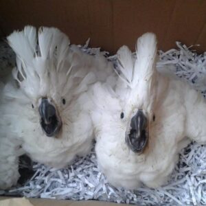 Baby Umbrella Cockatoo