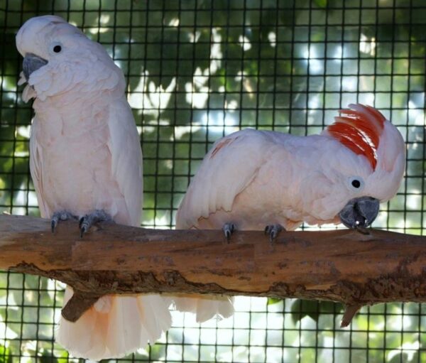 Buy Moluccan Cockatoos Online