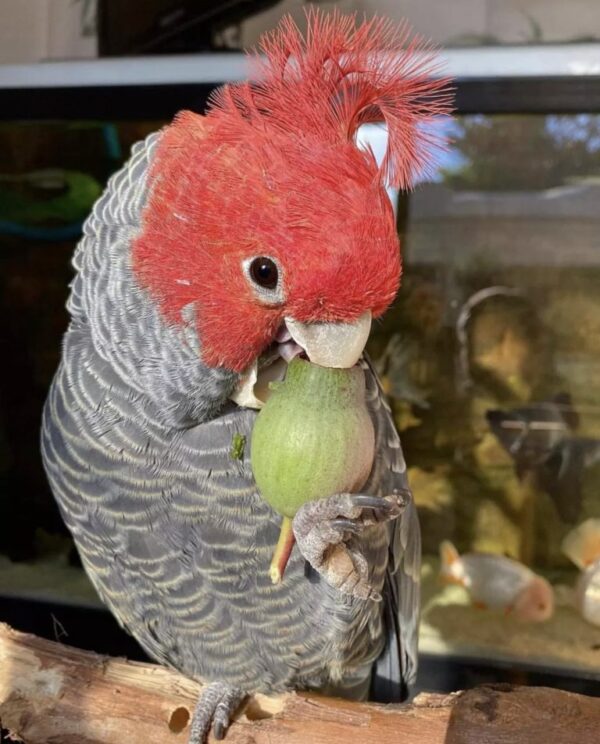 gang gang cockatoos for sale