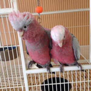 Rose Breasted Cockatoos