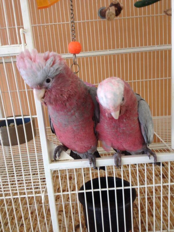 Rose Breasted Cockatoo For-Sale