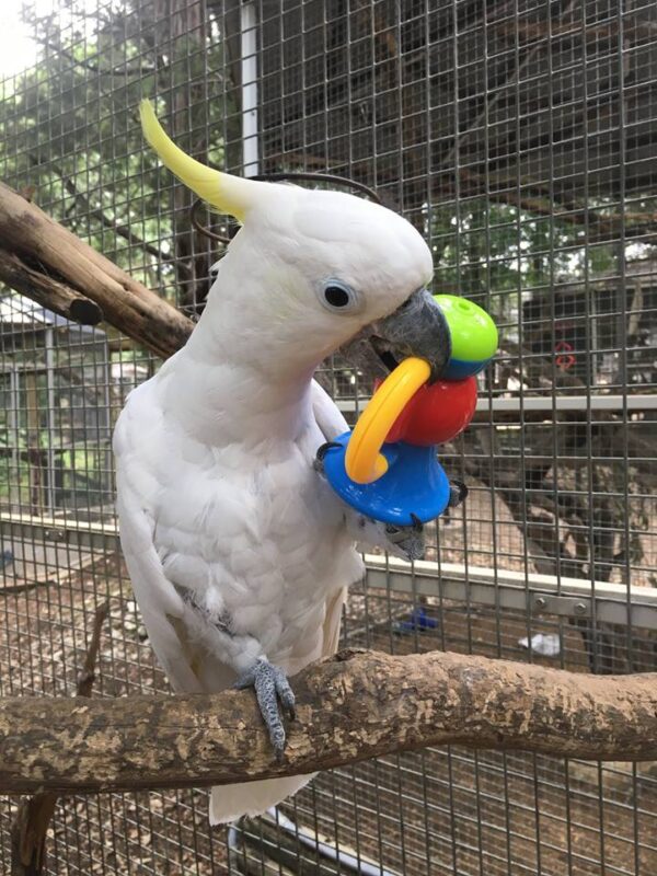 Sulphur Crested Cockatoo For-Sale