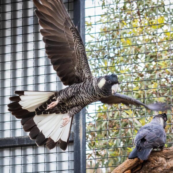 White-Tailed Black Cockatoo