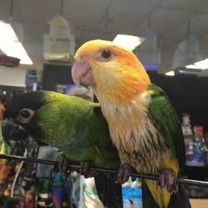 Nanday Conure