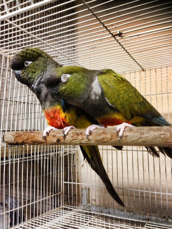 Patagonian Conure for Sale