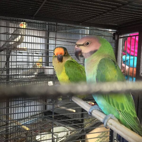 Peach Fronted Conure for Sale