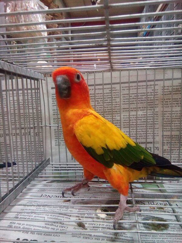 Sun Conure for Sale