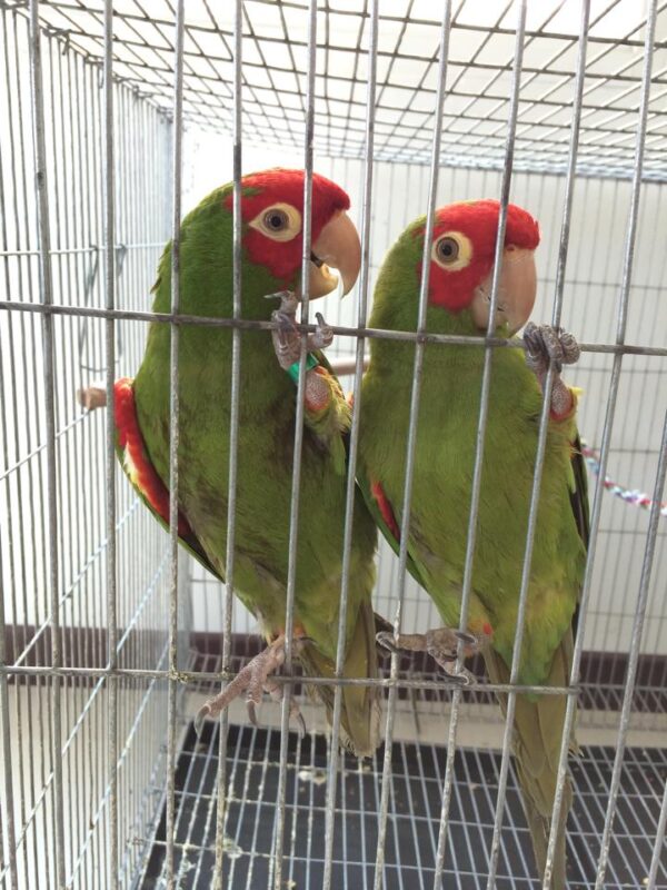 Red masked conure for sale near me