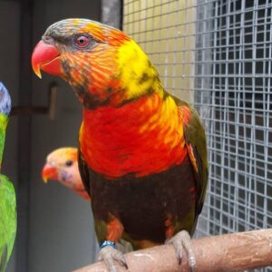 Red factor Sun Conure