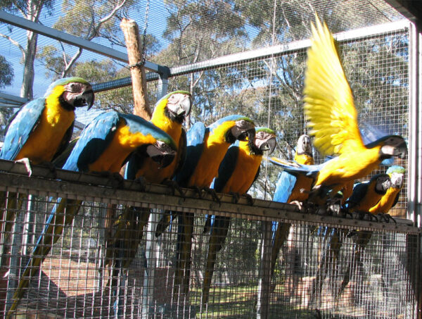 Blue and Gold Macaw for Sale