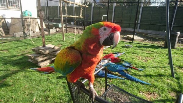 Catalina Macaw for Sale