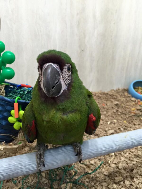 Severe Macaw for sale