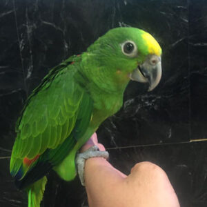 Yellow Crowned Amazon Babies