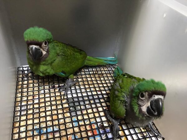 Buy Baby Severe Macaw Online
