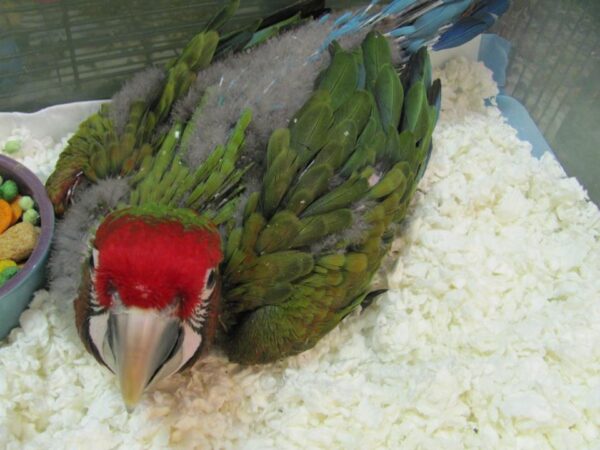 Baby Calico Macaws for sale