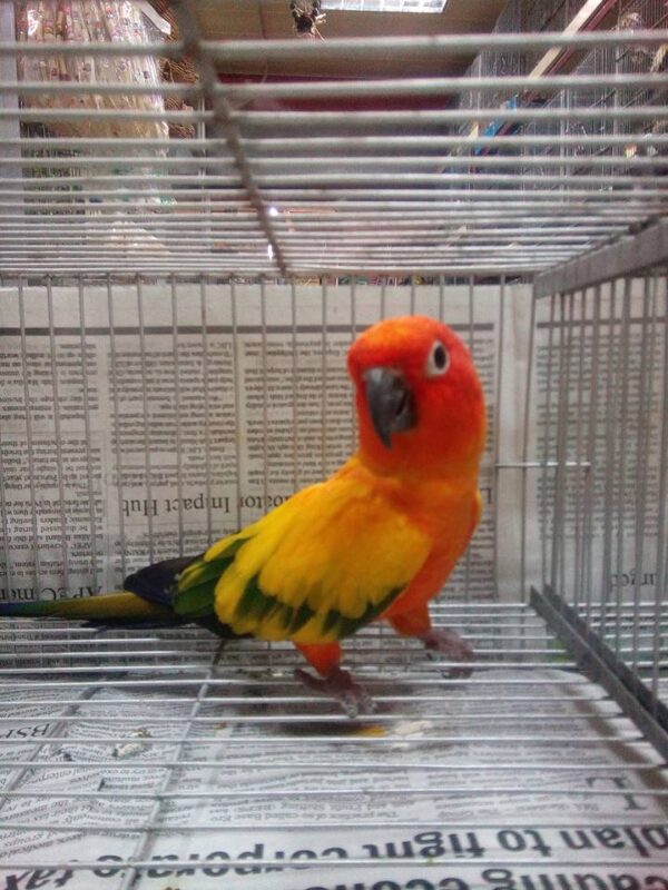 Sun Conure for Sale