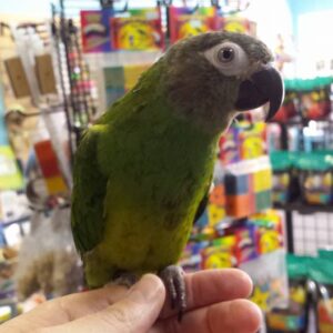 Dusky Headed Conure