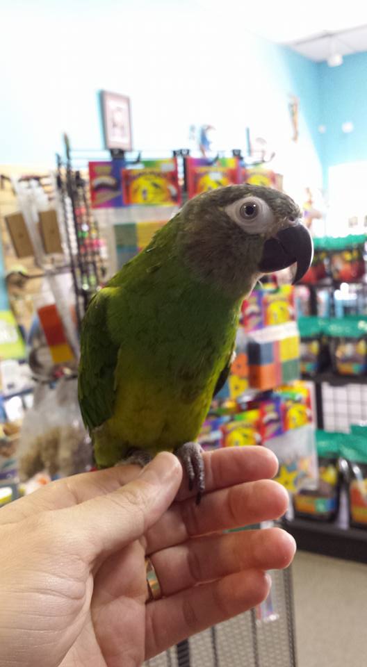 Dusky Headed Conure for sale