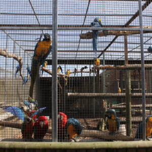 Blue and Gold Macaw