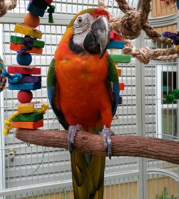 Catalina Macaw for Sale