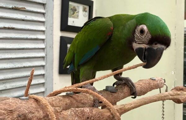 Severe Macaw for sale