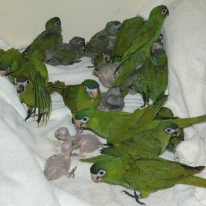 Baby Hahns Macaws