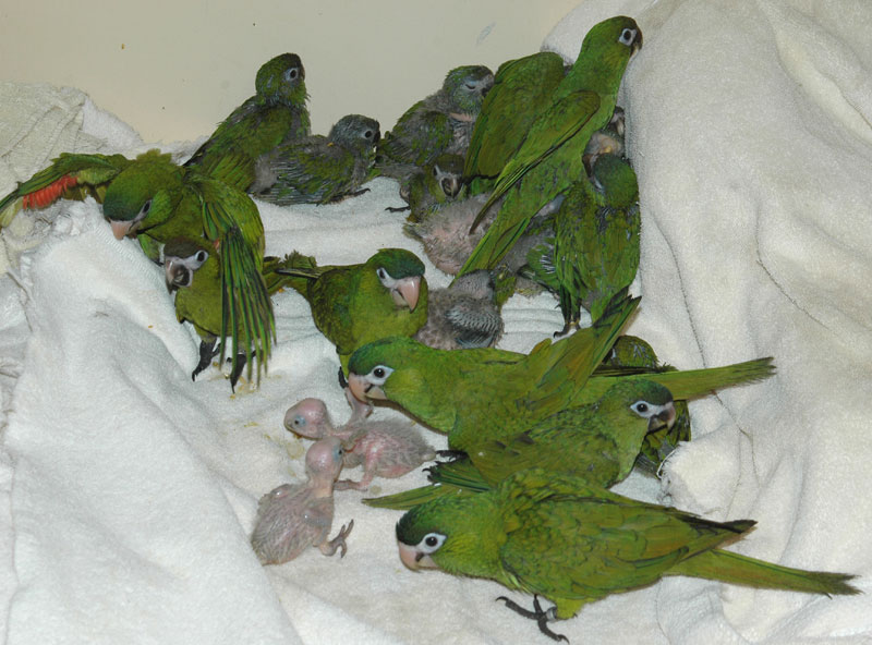 Baby Hahns Macaws For Sale