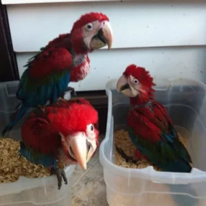 Baby Green Winged Macaw