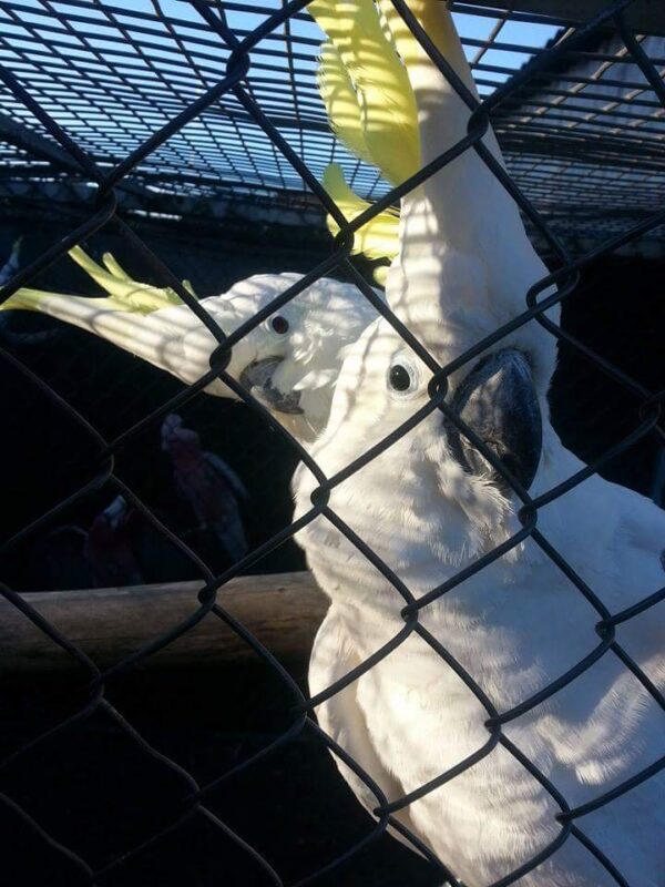 Sulphur Crested Cockatoo For-Sale