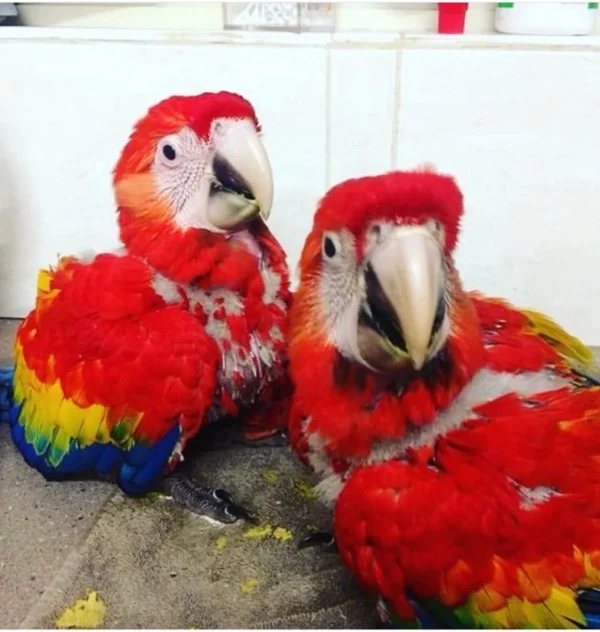 Baby Scarlet Macaw For Sale