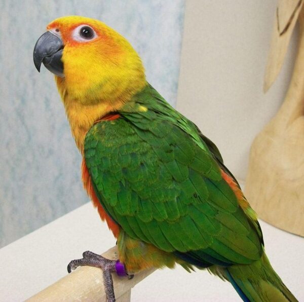 Jenday Conure for Sale