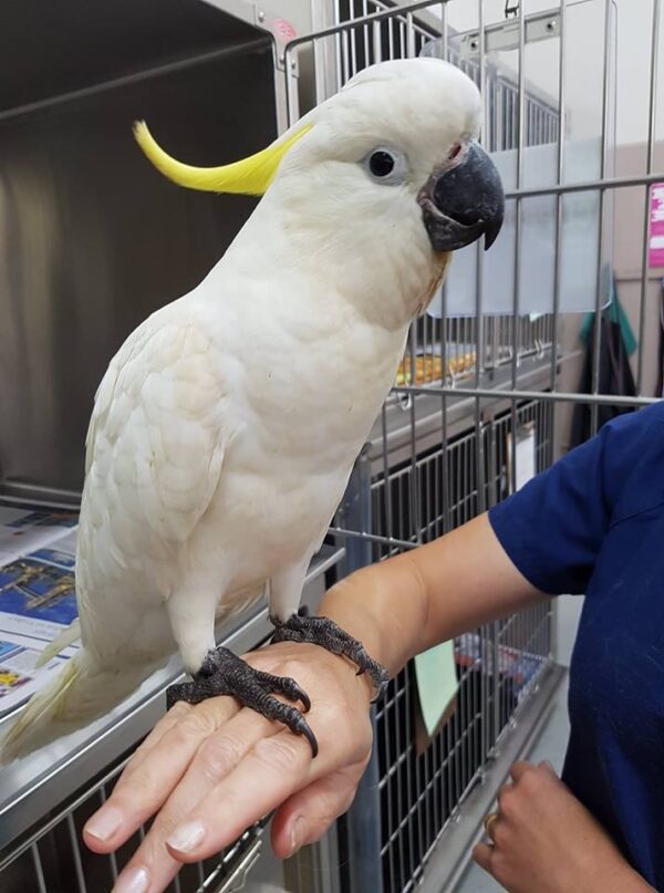 Sulphur Crested Cockatoo For-Sale