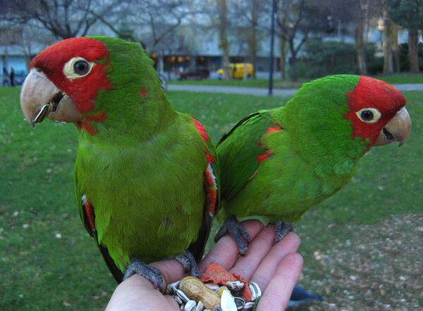 Cherry Head Conure for sale