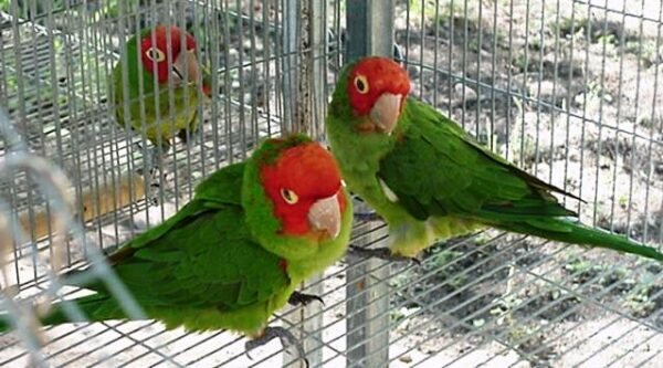 Cherry Head Conure for sale