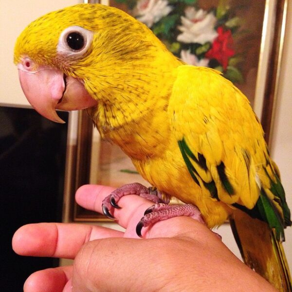Queen of Bavaria Conure for sale