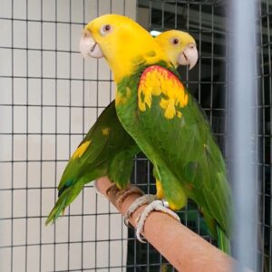 Double Yellow-Headed Amazon For Sale 