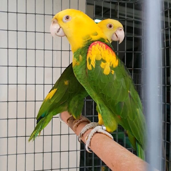 Double Yellow-Headed Amazon For Sale 