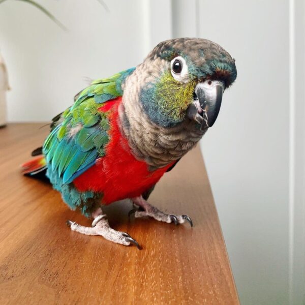 Crimson bellied conure for sale usa