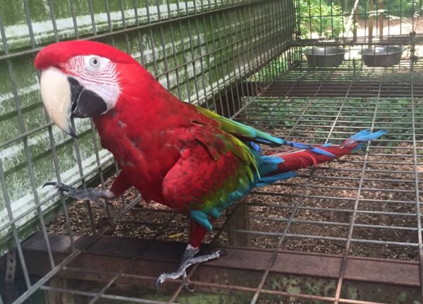 Green Wing Macaw for Sale