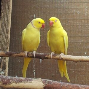 Yellow Indian Ringneck for sale online
